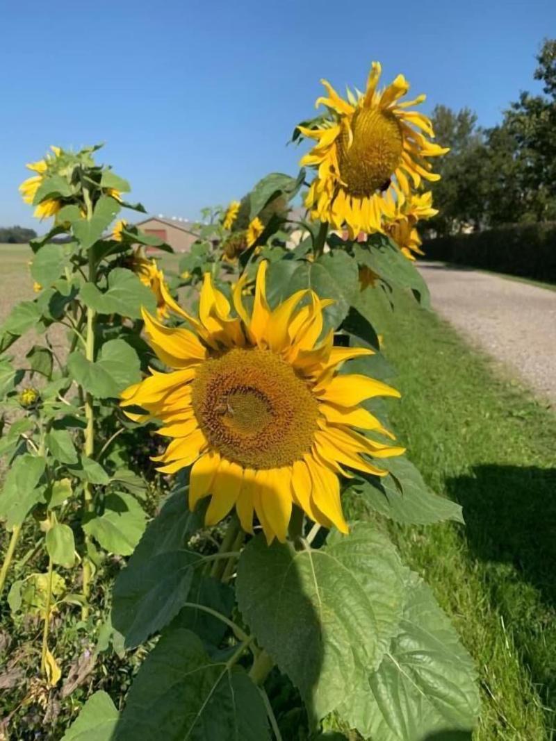 Bremsmaj Farm Holiday image