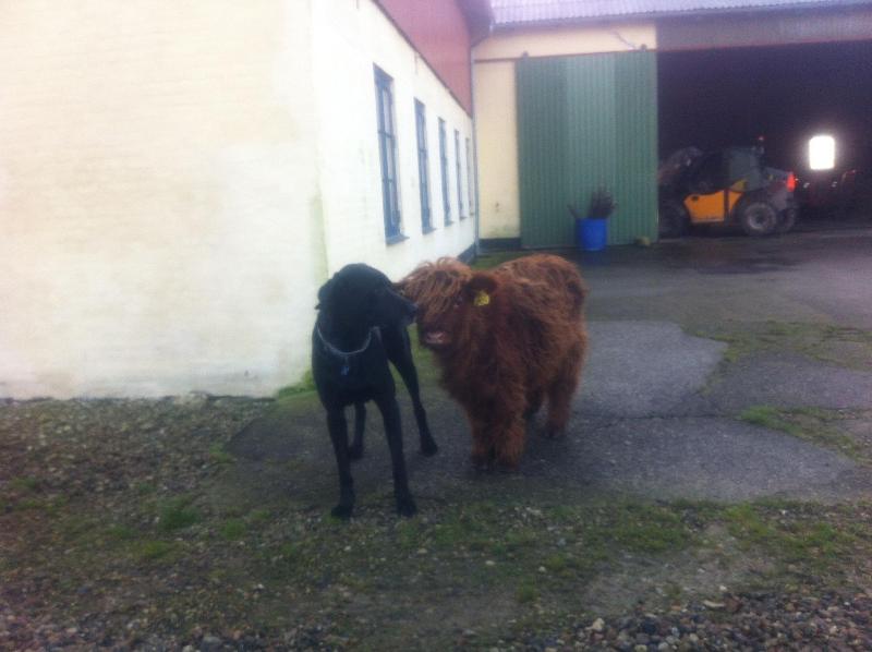 Bremsmaj Farm Holiday image
