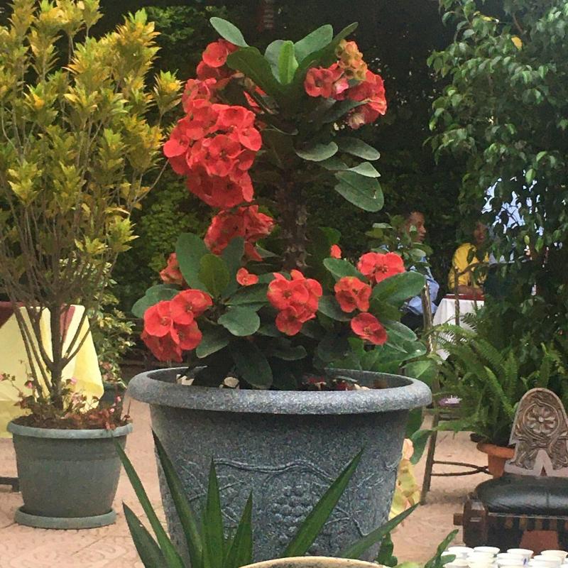 Jacaranda Hotel image