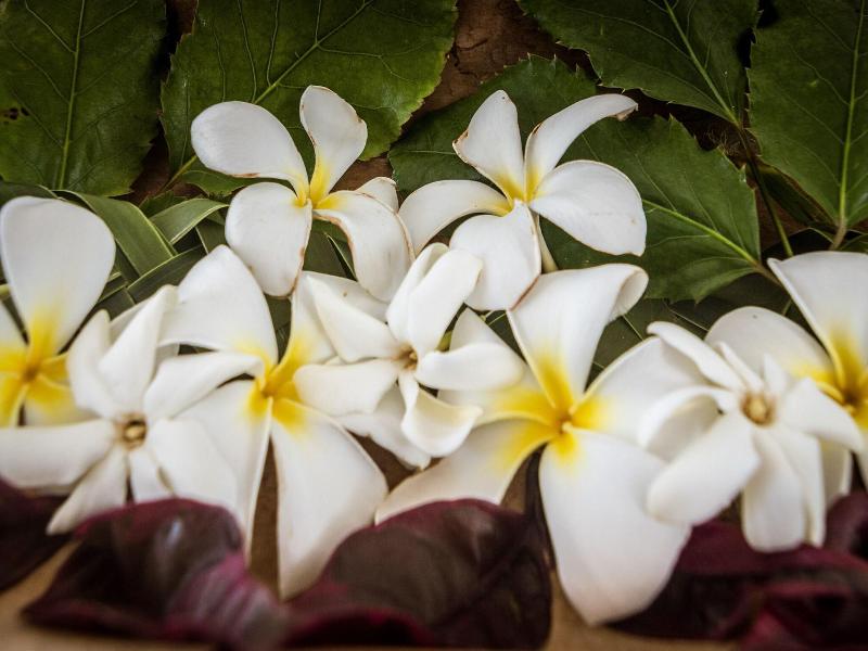 Va'a i te Moana image