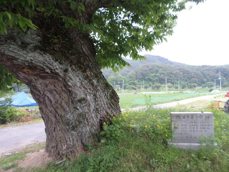 Ongyejongtaek(Sambaekdang) image