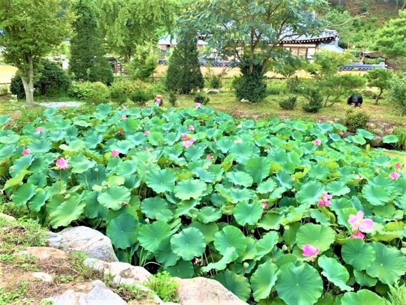 Tohyang Gotaek image