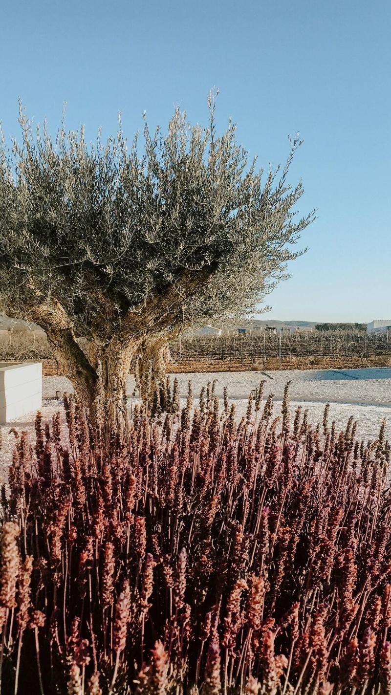 Casa Boquera Resort & Winery image