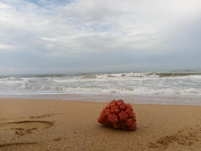 Tasheema Beach Resort image