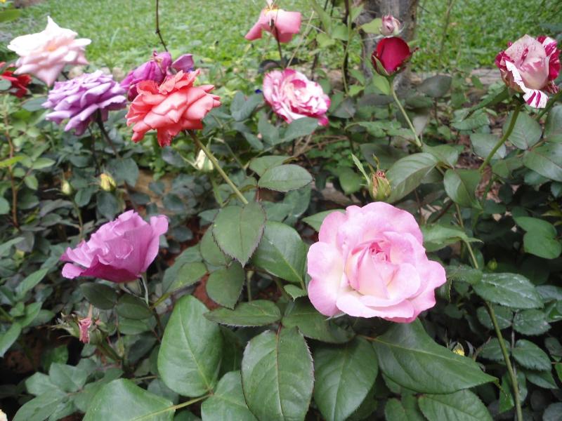 Indi Rose Garden image