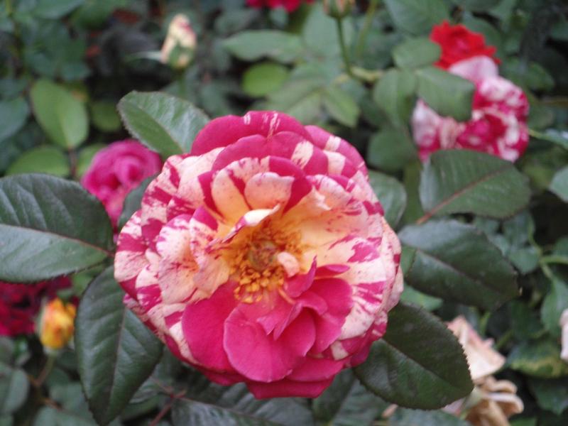 Indi Rose Garden image
