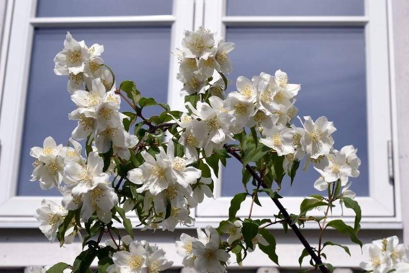 Villa Sedin Bed & Breakfast image