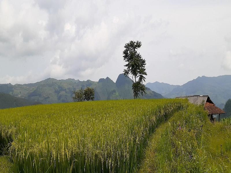 Sa House Bac Ha image