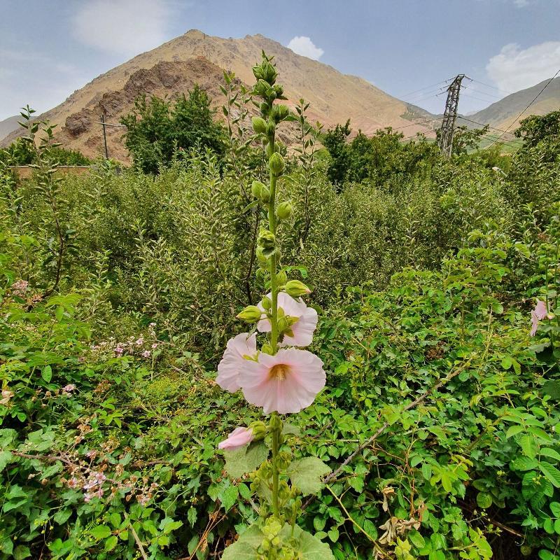 Dar Assarou image