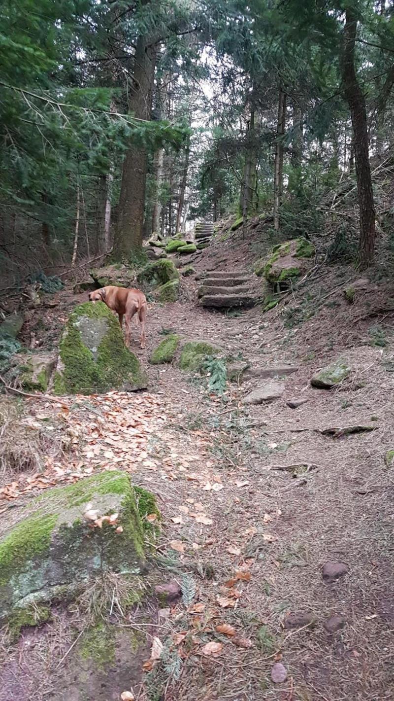 Eventhof Platzhirsch image