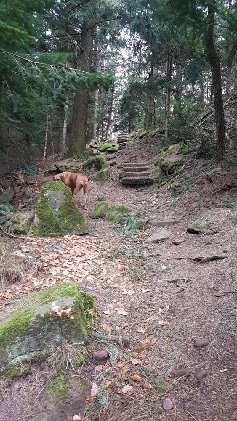 Eventhof Platzhirsch image
