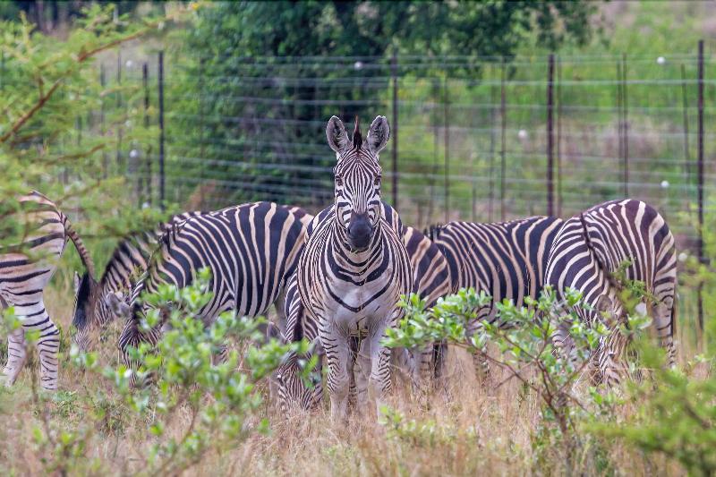 Ritsako Game Lodge image