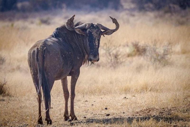 Ritsako Game Lodge image