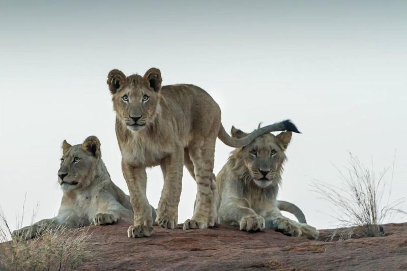 Ritsako Game Lodge image