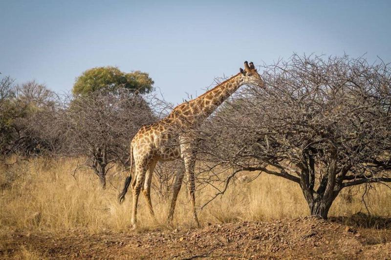 Ritsako Game Lodge image