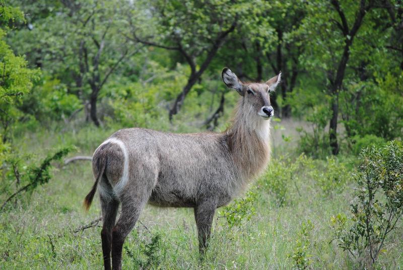 Serondella Game Lodge image