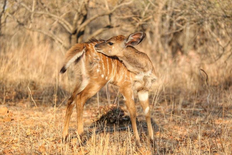 Ouklip Game Lodge image