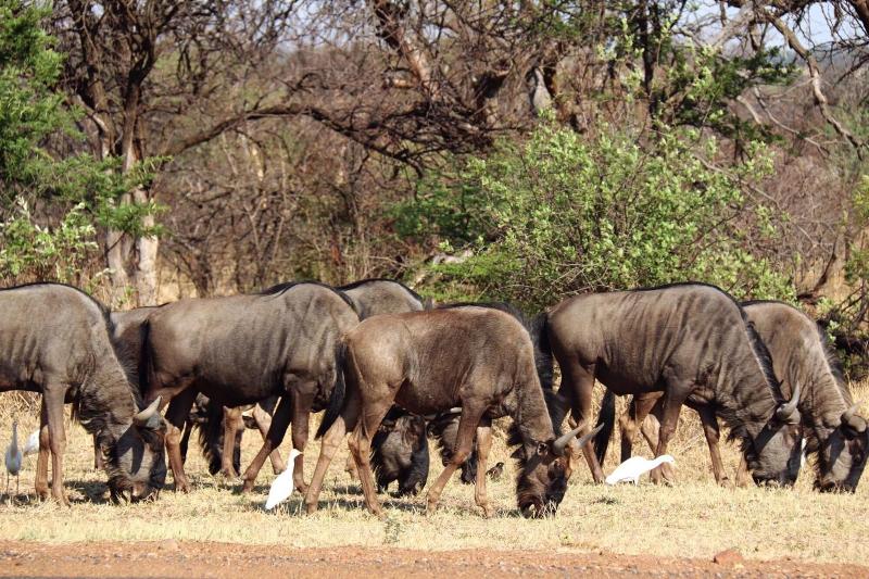 Ouklip Game Lodge image