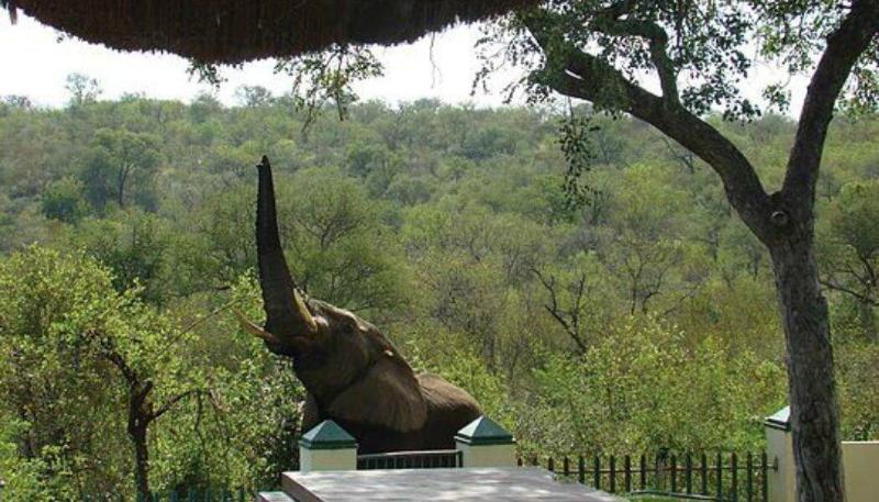 Muweti Bush Lodge — general view