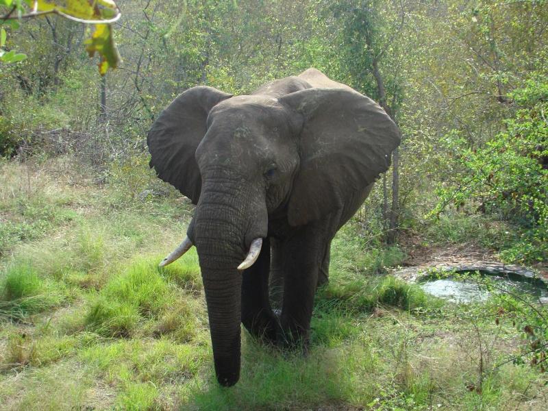 Muweti Bush Lodge image