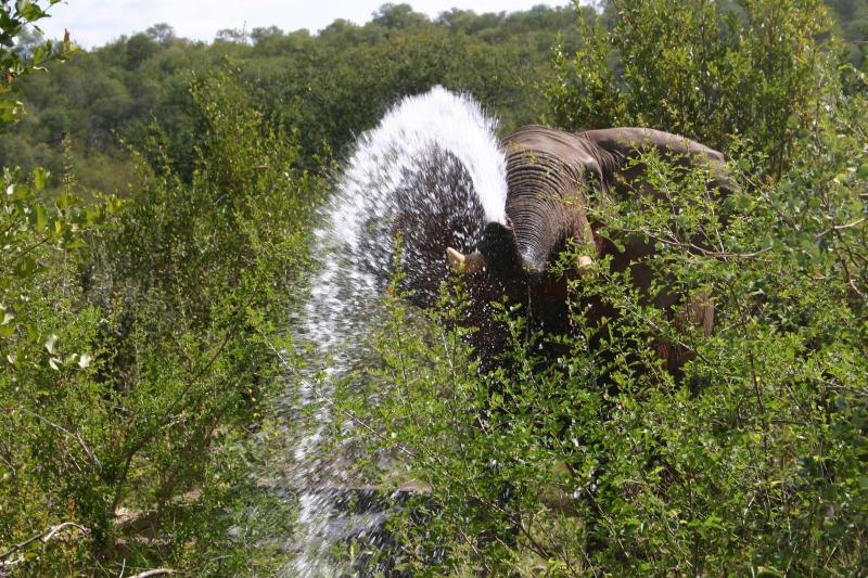 Muweti Bush Lodge image