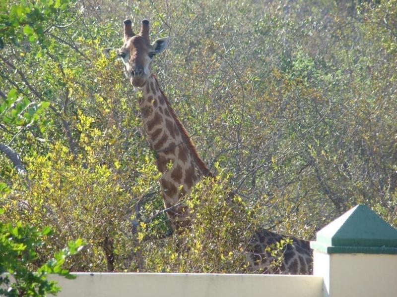 Muweti Bush Lodge image