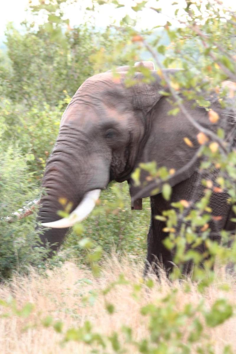 Muweti Bush Lodge image