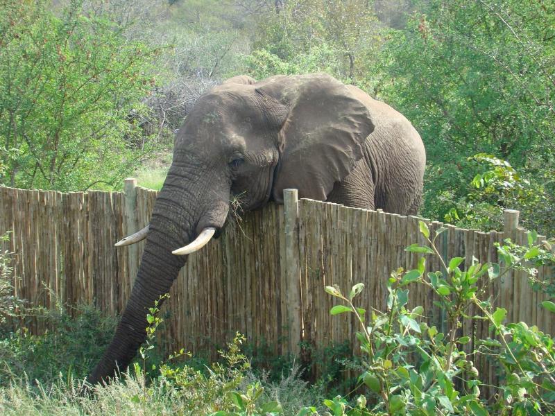 Muweti Bush Lodge image