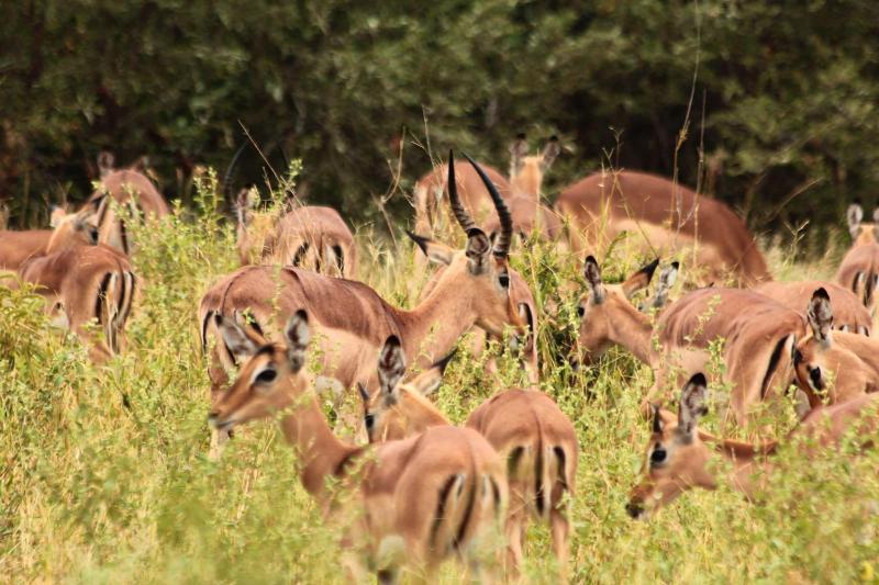 Muweti Bush Lodge image