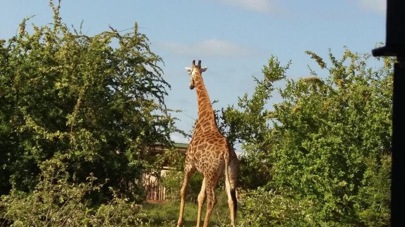 Muweti Bush Lodge image