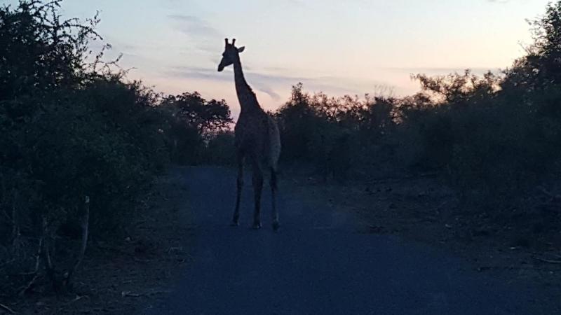 Muweti Bush Lodge image