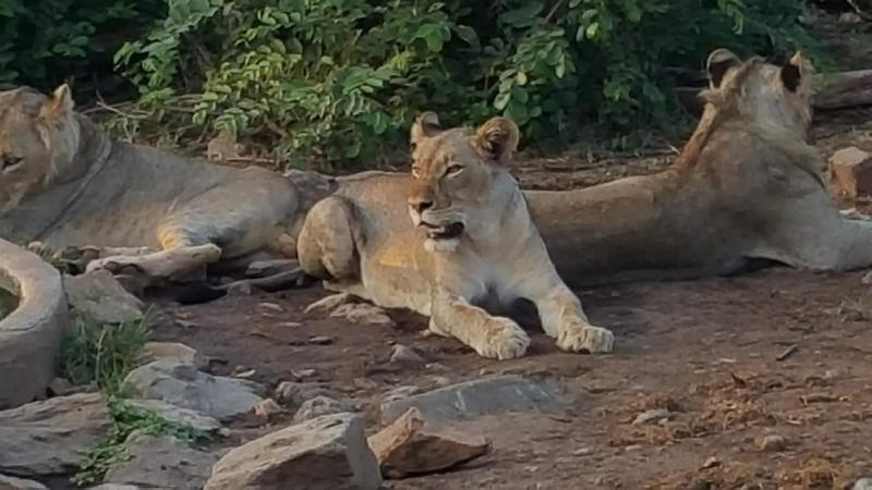 Muweti Bush Lodge image