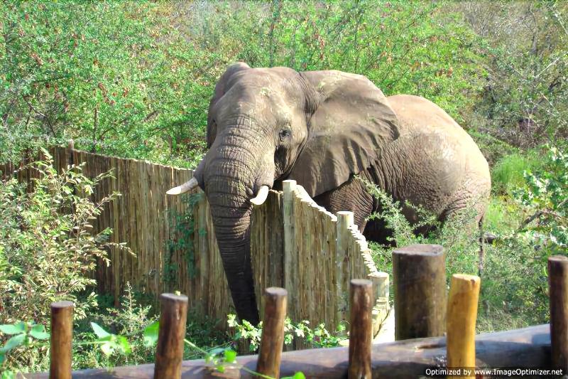Muweti Bush Lodge image