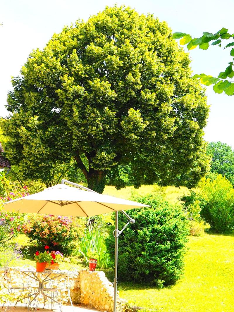 La Belle Verte image