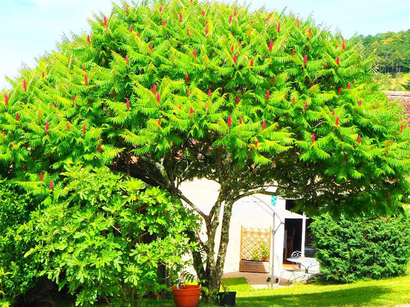 La Belle Verte image