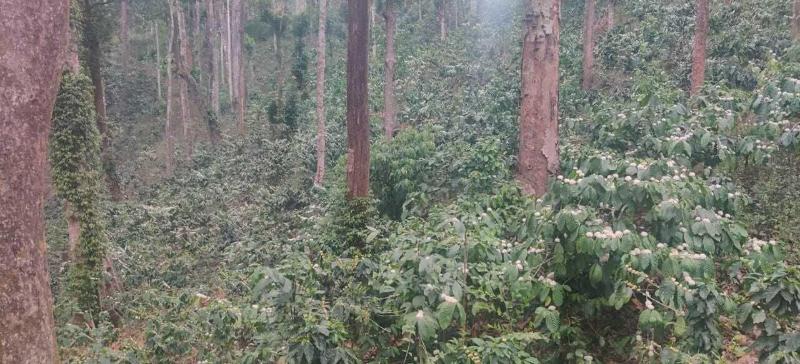 Three Hills Coorg image