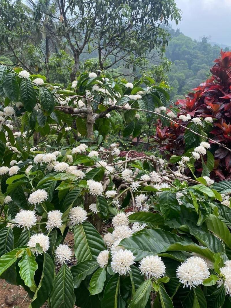 Three Hills Coorg image