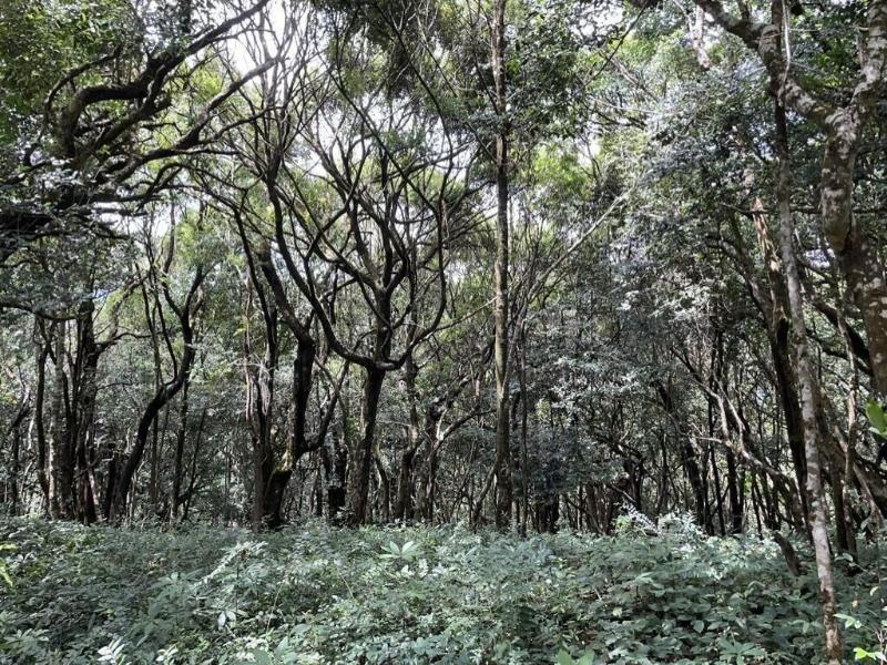 Three Hills Coorg image