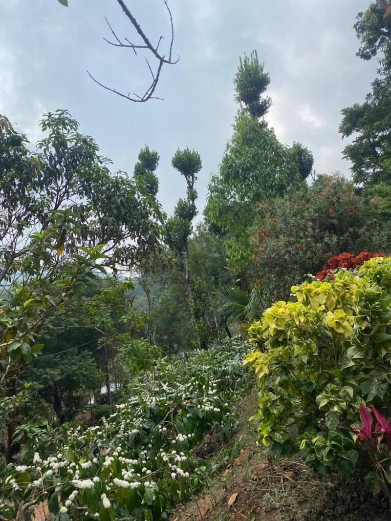 Three Hills Coorg image