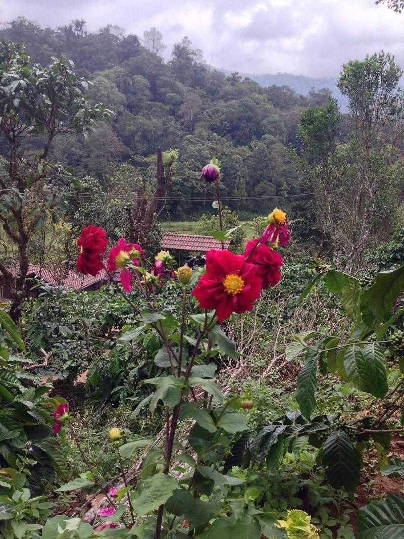Three Hills Coorg image