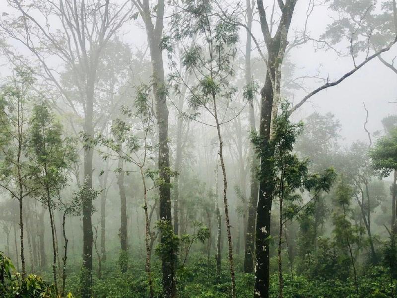 Coorg Wilderness Resort image