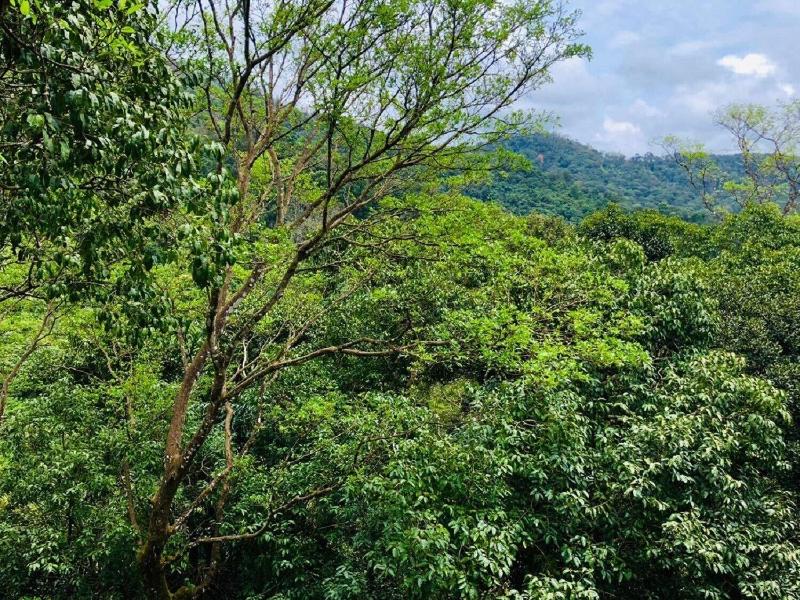 Coorg Wilderness Resort image