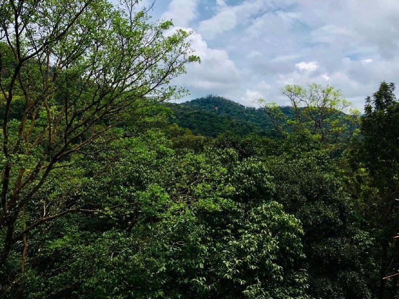 Coorg Wilderness Resort image