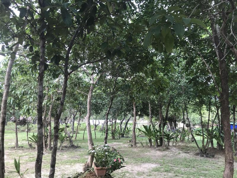 Balili Farm At Nacpan El Nido image