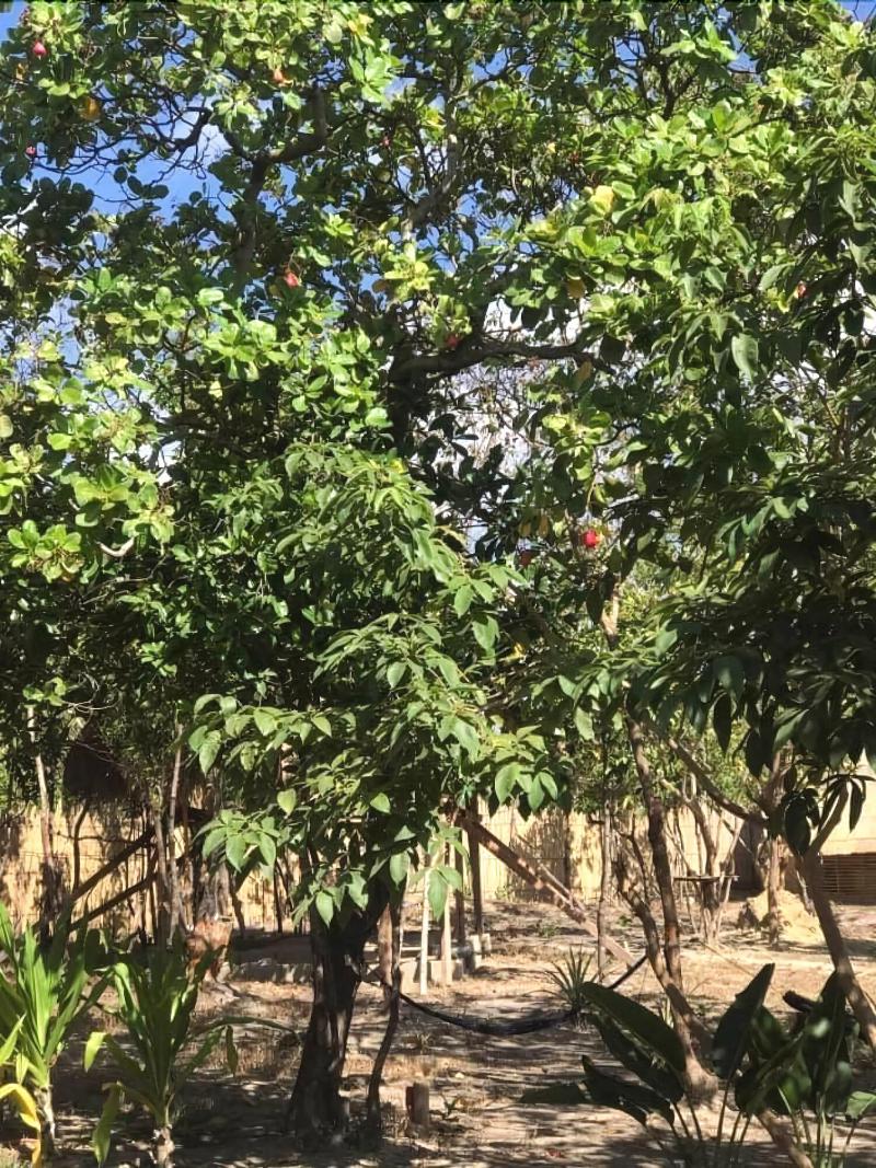 Balili Farm At Nacpan El Nido image