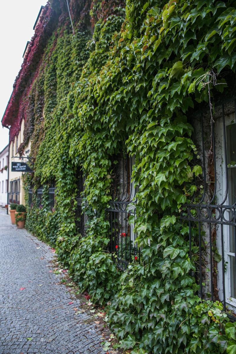 Boutique Hotel Tanzberg image