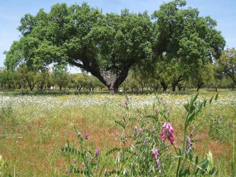 Monte Das Faias image