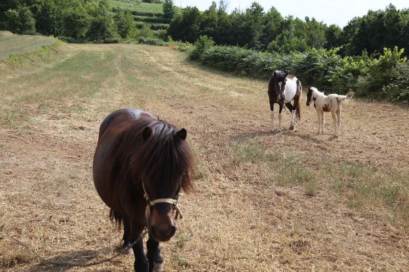 Agriturismo Pirara image