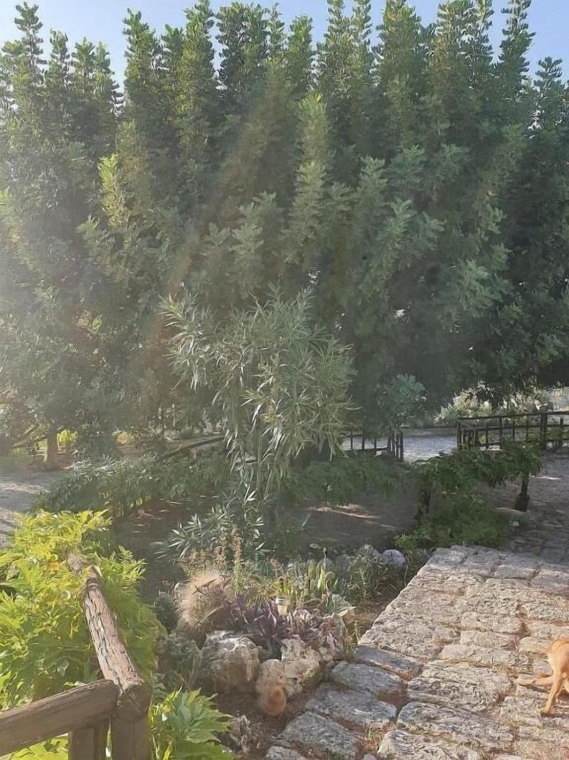 B&B La Scapola image