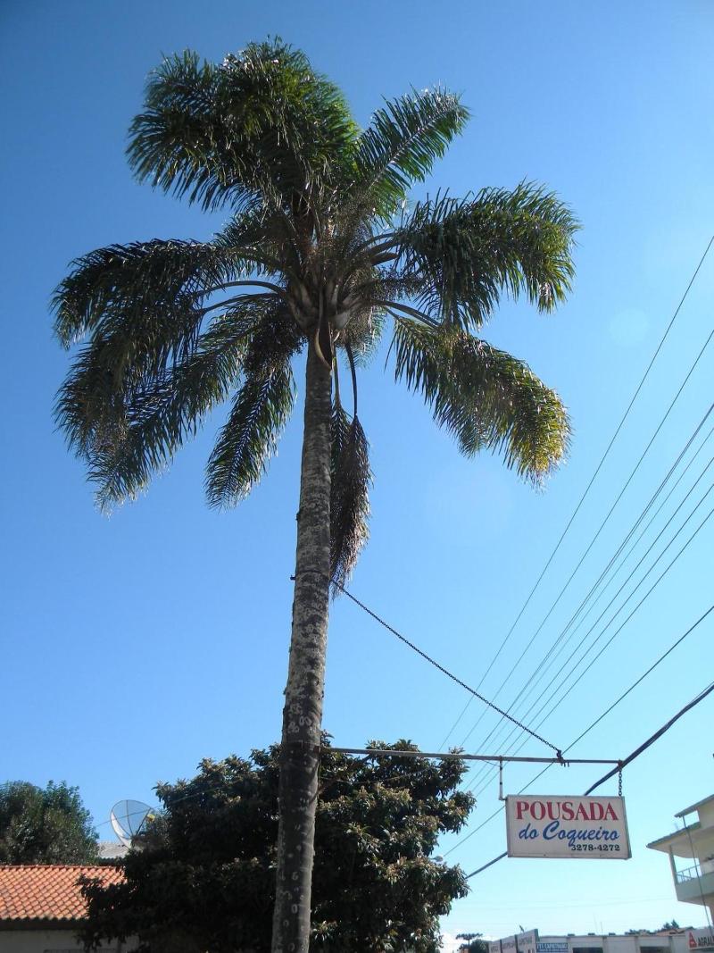 Pousada Do Coqueiro — general view